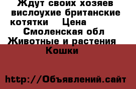 Ждут своих хозяев вислоухие британские котятки  › Цена ­ 2 000 - Смоленская обл. Животные и растения » Кошки   